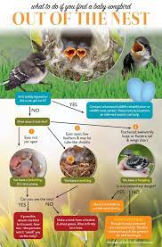What To Do If You Find A Baby Songbird Out Of The Nest Flowchart Song Bird Baby Bird Bird
