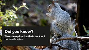 Check spelling or type a new query. Pest Advice For Controlling Grey Squirrels