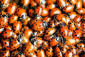Organic gardening catalogs sell ladybugs that you can release in your garden to control aphids and other pests. How To Start A Ladybug Garden The Benefits Of Having Ladybugs In Your Garden Include Being Able To Cute Back On Como Hacer Huerto Casero Jardineria Jardines