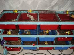 Hasil gambar untuk kandang Tikus putih yang ideal