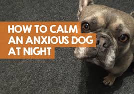 1 treating minor cases of separation anxiety. How To Calm An Anxious Dog At Night 16 Tips To De Stress