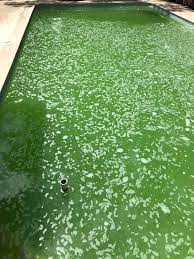 This is the best answer to the question of how to get algae out of pool without a vacuum. Whats This On The Top Of My Pool It S Been Happening Recently Whenever I Put Chlorine In It The Color Doesn T Change And It Just Goes Away After A While This Has