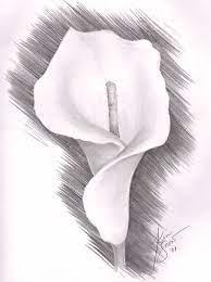 Learn To Draw A Realistic Rose Drawing On Demand Pencil Drawings Of Nature Lilies Drawing Pencil Drawings Of Flowers