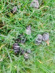 Finde Seit Geraumer Zeit Kringelformige Haufen Im Garten Ca 3cm Im Durchmesser Manche Grosser Http Goo Gl Xu276g Welches Tier Konnte Das Sein Tiere