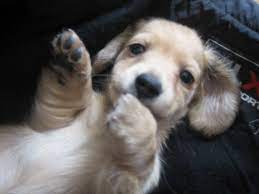 My husband and i raised 3 Miniature Longhaired Dachshund Puppies For Sale