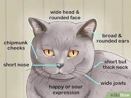 The breed has also been developed in a wide range of other colours and patterns, including tabby and colourpoint. 3 Ways To Identify A British Shorthair Cat Wikihow