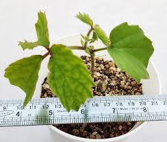 Image result for Cyphostemma adenocaule