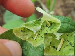 枝豆の葉の中に潜む害虫 枝豆を栽培しています 花が咲いてこれから実 ガーデニング 家庭菜園 教えて Goo