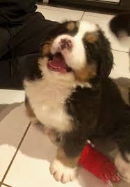 You can learn polish in just 5 minutes a day with our free app! Polish Dream Bernese How Much For A Puppy Let Me Say A Few Words To You Yes You The Person Who Writes An Email To Simply Ask The Price The Person