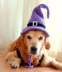 Purple Witch Hat For Dogs Pawsomecrochet Dog Hat Halloween Hats Witch Hat