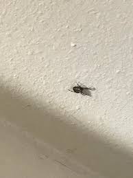 Maybe you would like to learn more about one of these? What Kind Of Spider Is This Legs Are Black And White Striped Back Seems Have A Pattern Of Some Kind Idk Spiders