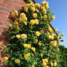 All in containers, but this will be my first year growing. Graham Thomas David Austin Roses David Austin Climbing Roses Hybrid Tea Roses