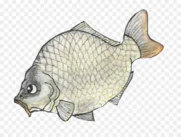 Ikan nila png gambar ikan nila cleanpng kisspng. Fish Cartoon Png Download 900 670 Free Transparent Flounder Png Download Cleanpng Kisspng