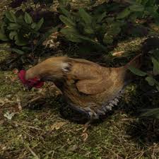 We can say the average age is about 8 years. Chicken Medieval Dynasty Wiki Fandom