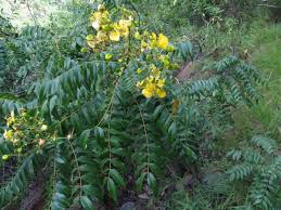 Image result for Senna petersiana