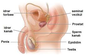 An ultrasound can usually tell whether there is any obstruction to the blood supply. Testicular Cancer Doc Dr Haluk Soylemez Uroloji
