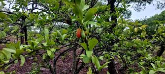 Image result for Siphonochilus longitubus