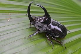 Rhinoceros Beetles