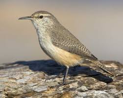 Birds Of West Texas Photos Rock Wren West Texas 2014 Bird Photo Bird Sightings Birds