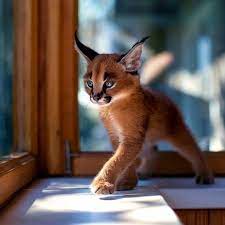dunyanin en guzel kedi cinsi olmaya aday bir tur karakulak ve en eglenceli foto galeriler neotempo da caracal kittens cat species gorgeous cats