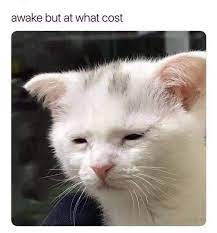 This meme format works pretty well for just about any scenario where you're waking someone up or someone else is waking you up. Awake But At What Cost Cats Know Your Meme