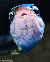 Blue Indigo Snake Snake Art Blue Art Green Aesthetic