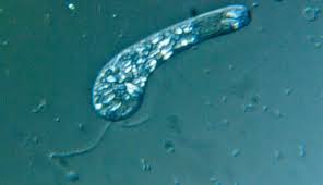 Image result for Schoenoplectiella microglumis