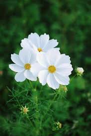 Pin By Viosiltobri On Beautiful Flowers Amazing Flowers Beautiful Flowers Cosmos Flowers