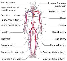 Arteries are the blood vessels that carry blood away from the heart. Icse Solutions For Class 10 Biology The Circulatory System A Plus Topper