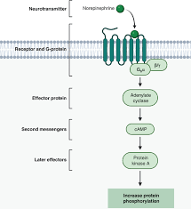 Image result for Norepinephrine
