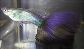 Purple Guppies For Sale Guppy