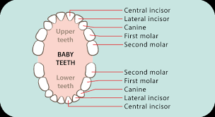 Dental Care For Baby Teeth Gums Raising Children Network