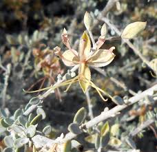 Image result for Cadaba