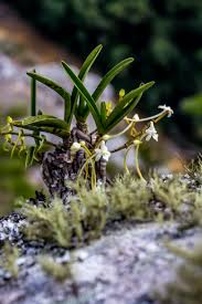 Image result for Ypsilopus erectus