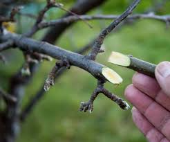 Apple tree seeds may be grown into an apple tree which gives cooking apples. Whip Grafting 11 Steps With Pictures Instructables