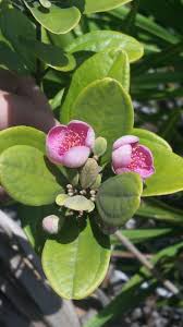 Image result for Myrothamnaceae