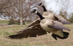 Search the world's information, including webpages, images, videos and more. When Canada Geese Attack Canada Goose Goose Canadian Goose