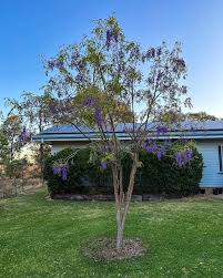 Image result for Bolusanthus