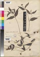 Image result for Aspilia africana