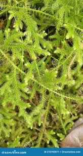 Image result for Lycopodiella cernua