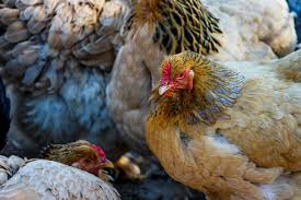 As chicken keepers, we always have a favorite breed or two that we recommend to others. 15 Best Meat Chickens Breed List With Pictures Know Your Chickens