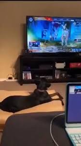 Tier Videos 64 Video In 2020 Cute Funny Animals Memes Funny Animals