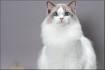Ragdoll Kitten Price and Information