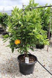 This is an evergreen blood orange with a neat compact growth habit. Blood Orange Blerick Tree Farm