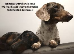 Find dachshund puppies for sale with pictures from reputable dachshund breeders. Tn Dachshund Rescue