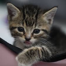 Call to book your dog grooming appointment. Toronto Cat Rescue Torontocatrescu Twitter