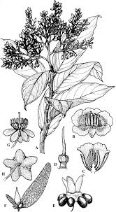 Image result for Ochnaceae