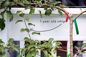 When And How To Prune An Apple Espalierthe Art Of Doing Stuff In 2020 Espalier Fruit Trees Fruit Trees Plants