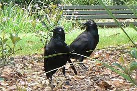 How to get rid of black crows in garden. Crow Removal Difficult Expensive Consider This B4 Calling