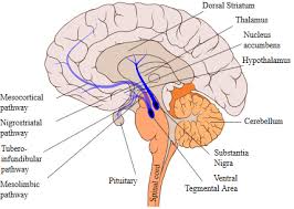 Image result for Extrapyramidal Side Effect